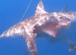 娱乐吃瓜鲨,揭秘娱乐圈那些不为人知的幕后故事