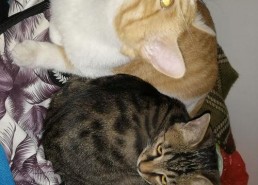 娱乐圈吃瓜猫,揭秘吃瓜猫背后的娱乐真相