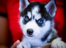 娱乐吃瓜酱哈士奇,揭秘哈士奇的那些事儿