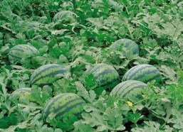 五一吃瓜网最新官网入口,揭秘五一热门话题，尽享娱乐盛宴！