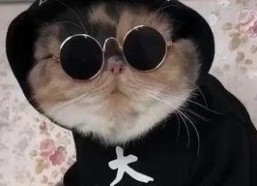 吃瓜娱乐的喵哥是谁,揭秘网络红人的魅力与影响力