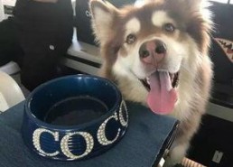 娱乐吃瓜酱安乐狗狗,娱乐吃瓜酱的温馨故事