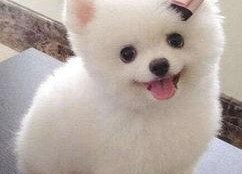 娱乐吃瓜酱小黄狗