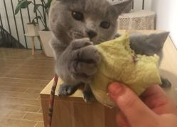 娱乐吃瓜君面包猫,面包猫背后的故事与魅力