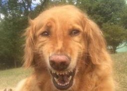 金毛和姐姐娱乐吃瓜酱,娱乐吃瓜酱的趣味日常