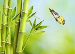 娱乐吃瓜酱竹子,娱乐吃瓜酱的幕后故事