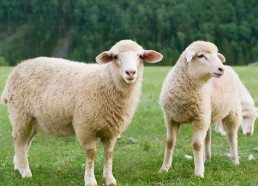 娱乐吃瓜酱羊羊,羊羊酱带你领略娱乐圈风云变幻