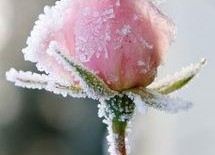 娱乐吃瓜酱雪玫瑰