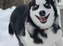 娱乐吃瓜酱哈士奇不拆家,娱乐吃瓜酱带你揭秘狗狗的神奇魅力