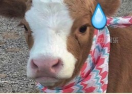 娱乐吃瓜酱的贴纸,揭秘娱乐圈幕后故事