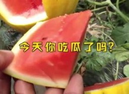 娱乐吃瓜名字大全,揭秘那些令人捧腹的“吃瓜”名字背后的故事