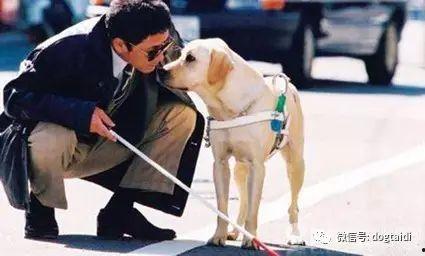 吃瓜娱乐赵小瞒导盲犬