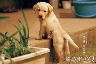 吃瓜娱乐赵小瞒导盲犬