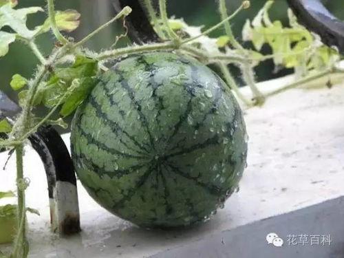 吃瓜娱乐间溜溜梅