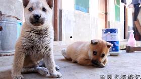 娱乐吃瓜酱细狗